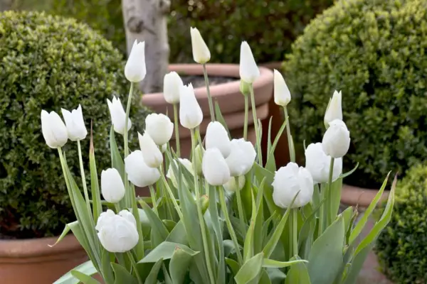 white-tulip-display-3