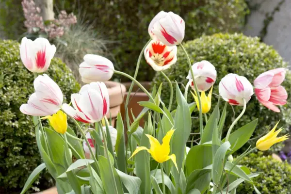 red-white-and-yellow-tulip-display-3