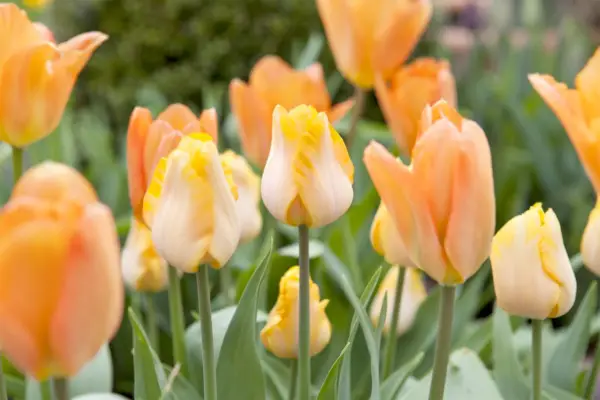 orange-tulip-display-3
