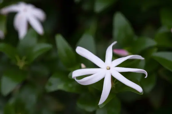 Jasminum multipartitum