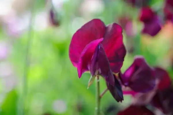 Lathyrus oliendo 'beaujolais'