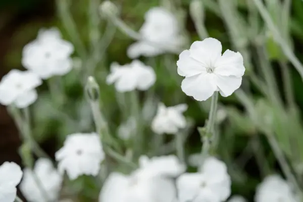 Lychnis koronar 'hvid'