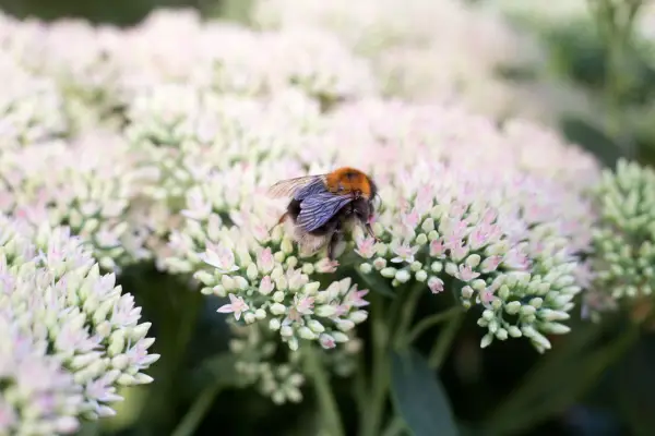 Rendre votre jardin abeille en automne