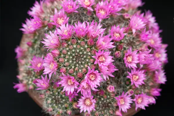 Mammillaria Zeilmanniana 'New Dawn'