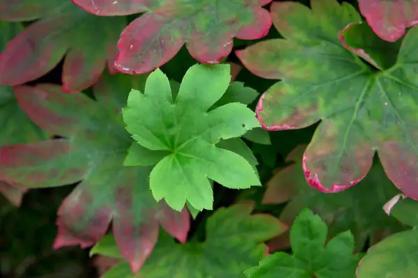 ムクデニア「カラスバ」