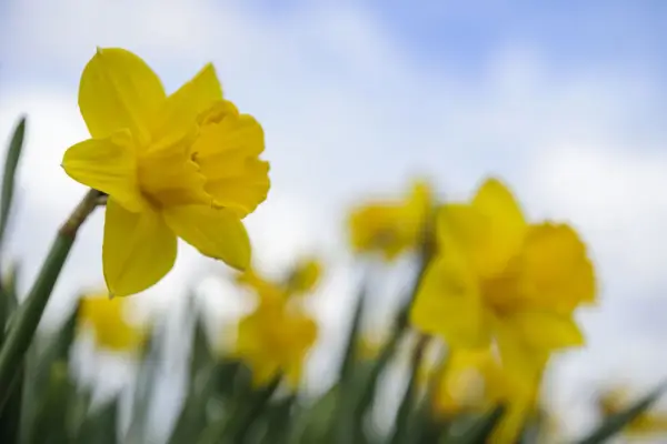 Narcissus Jonquilla 'Sun Disc'