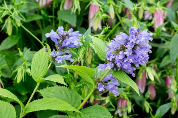 Nepeta subssilis „modré sny“