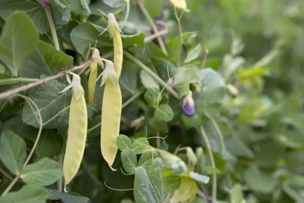 Pisum sativum「黄金の甘い」