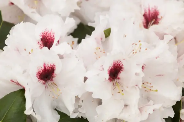 Rododendron „picobello”
