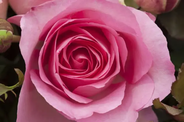 Rosa 'lyserød perfektion'