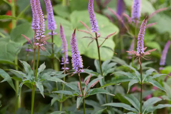 Veronicastrum Virginicum 'Amor' '
