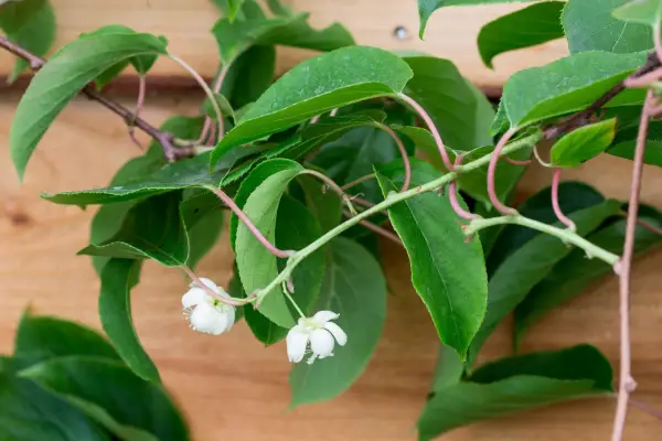 Actinidia arguta 'issai'