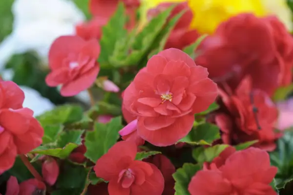 Begonia „non stop”