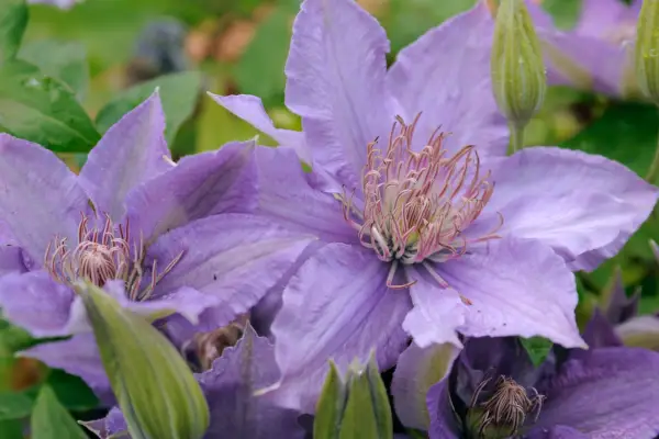 Clematis 'Bijou' '