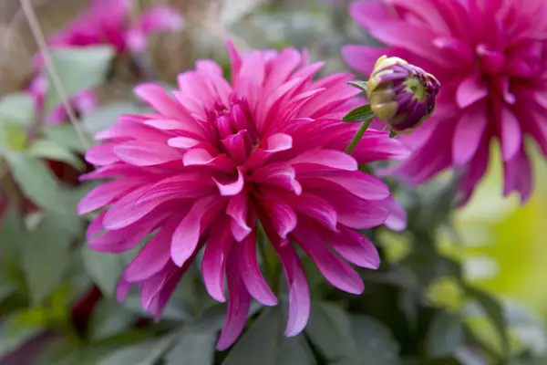 ダリア「ギャラリーアートヌーボー」