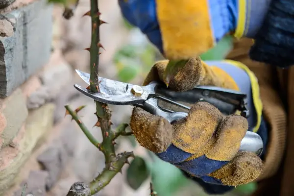 Pruning a climbing rose