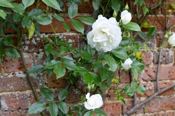 Climbing rose trained against a wall