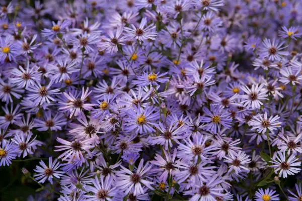 Eurybia X Herveyi 'Twilight'