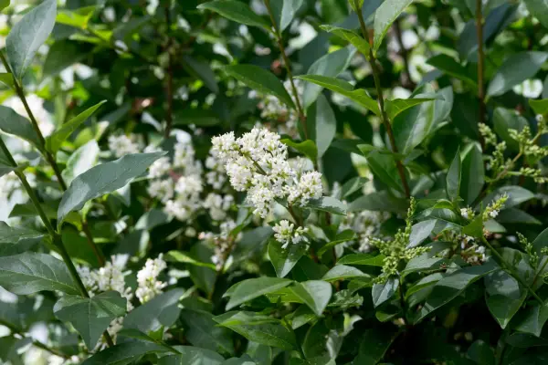 Ligustrum vulgare