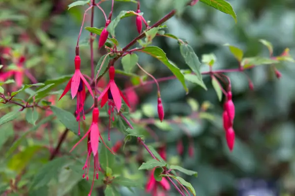 Fuchsia magellanica