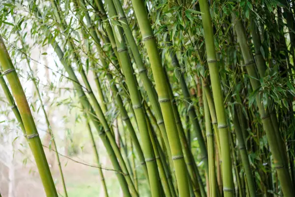 Phyllostachys nigra f henonis