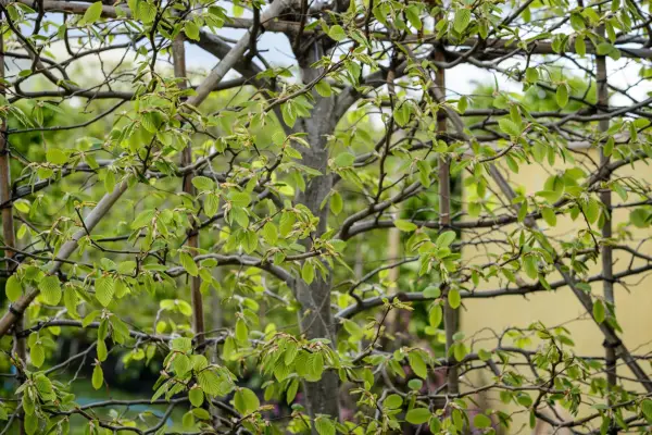 Hornbeam hedge in spring