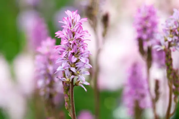 フランコソンキフィアル「プチブーケ」