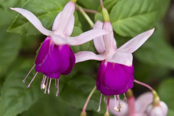 Fuchsia 'Rose of Castile'