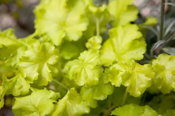Heuchera 'Lime Rickey'