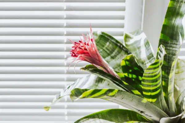 How to grow bromeliads – Aechmea fasciata in bright, indirect light