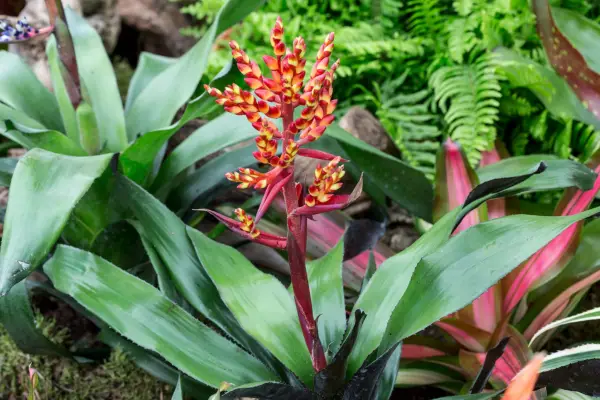 How to grow bromeliads – Aechmea 