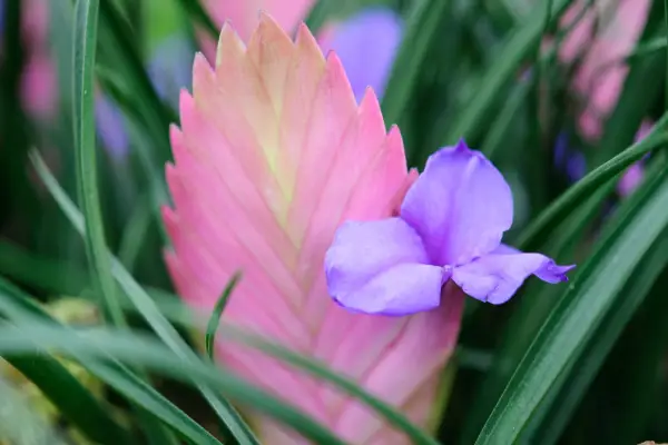 How to grow bromeliads – Tillandsia 