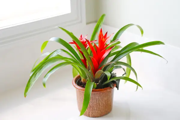 How to grow bromeliads – Aechmea fasciata