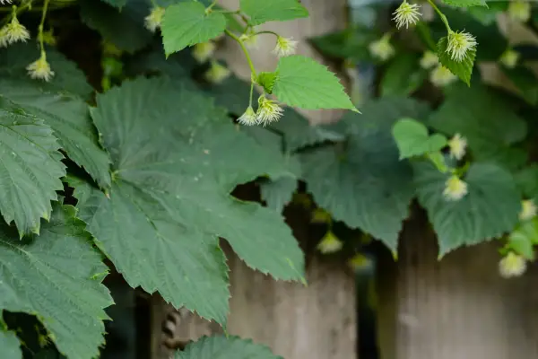 Humulus lupulus
