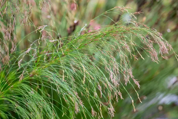 Ischyrolepis subverticillata
