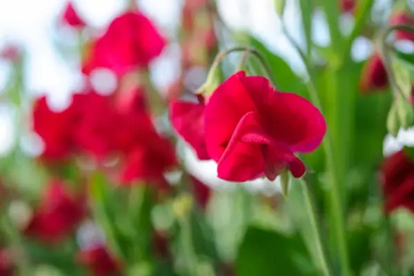 Odore di lathyrus Warden d'aria