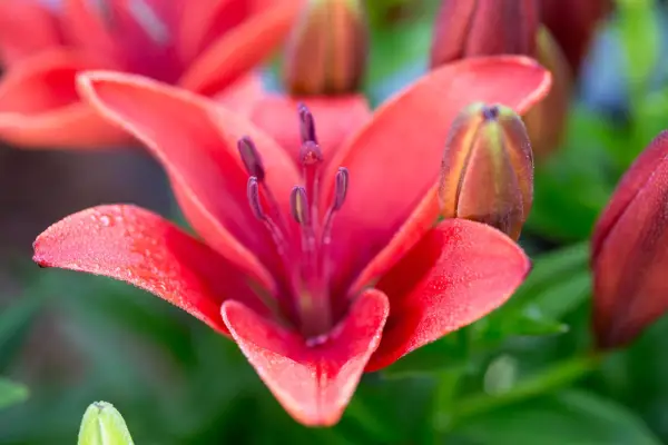 Lilium 'Crimson Pixie' (séria Pixie Series)