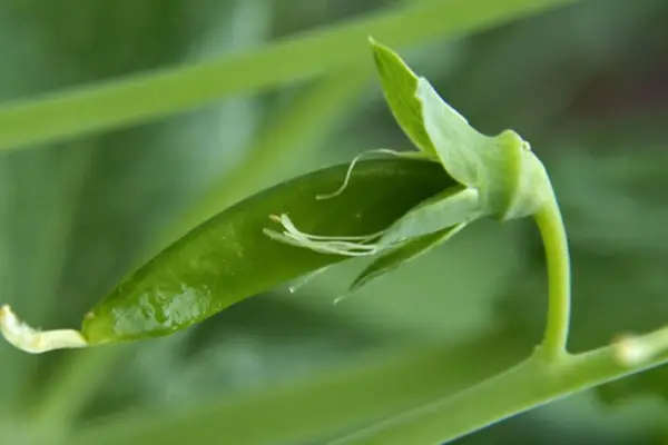 זיהוי פיזום 'סוכר ריי'