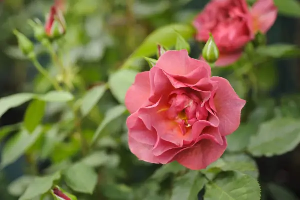 Rosa (Floribunda Group) 'Fejringstid'