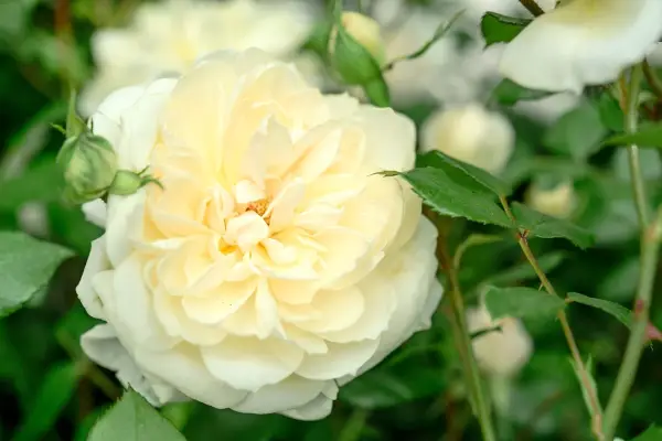 Rosa Queen's Jubilee Rose