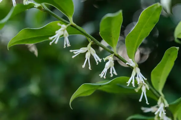 Plantas perfumadas para diciembre