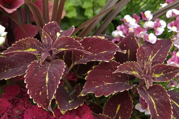 Solenostemon „Trusty Rusty”