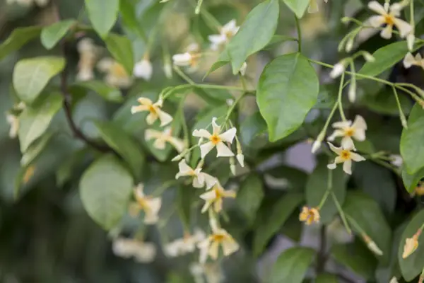 Trachelospermum asiaticum