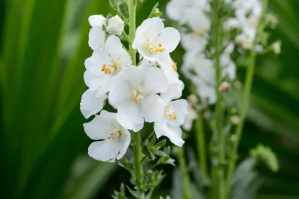Verbascum Phoeniceum 'Flush of White'