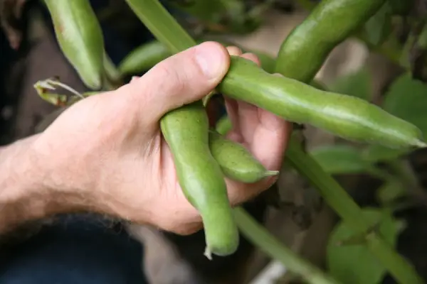 Vicia Faba „The Sutton”