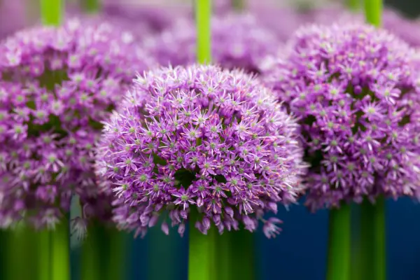 Allium 'Hans Excellency'