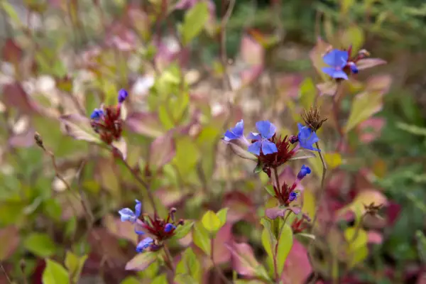 Ceratostigma Plumbaginoides