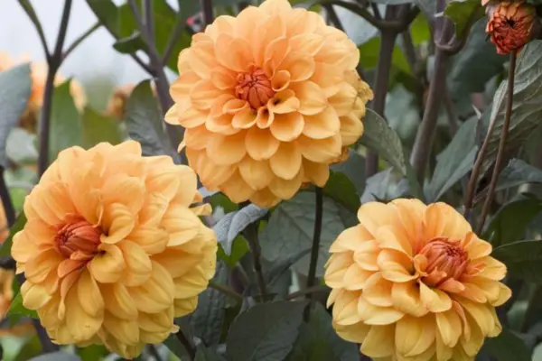 Dahlia 'David Howard'