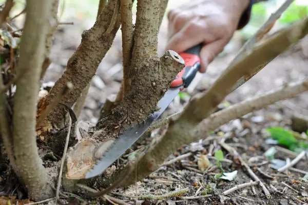 Removing a branch of a shrub at its base
