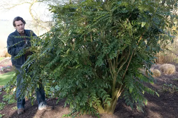 Faire face aux plantes envahies